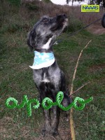 /album/c%c3%a3es-para-adoptar/apolo-1-jpg/